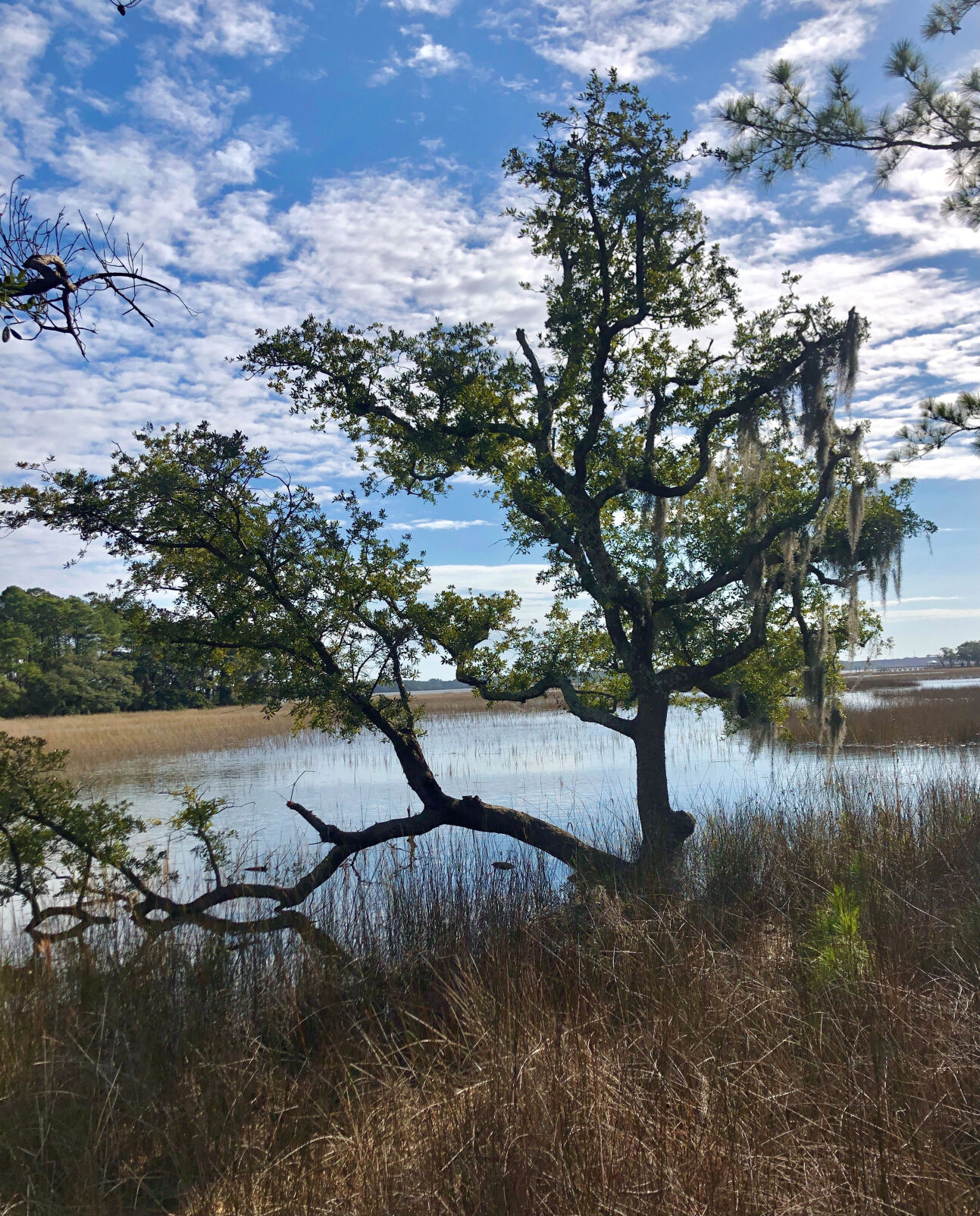 Marsh on Daniel Island